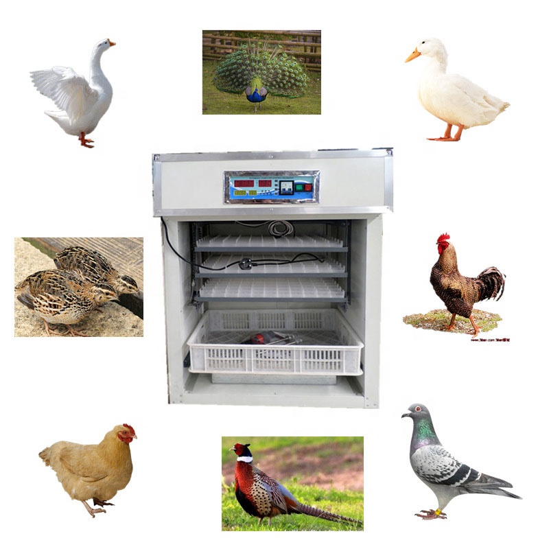 Automatic Egg Incubator, Digit - Poultry Incubator 96 Eggs ulasan dan harga