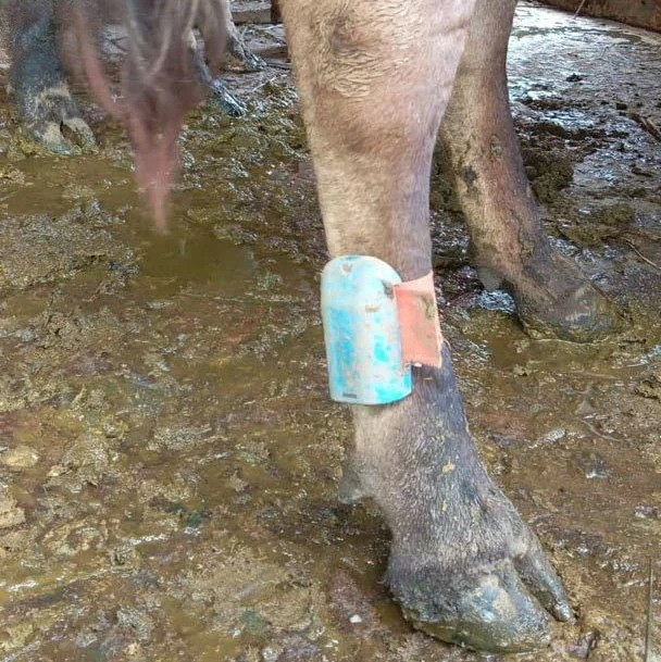 Applicable to Dairy Cows Ear T - Cattle Ear Tag Applicator ulasan dan harga