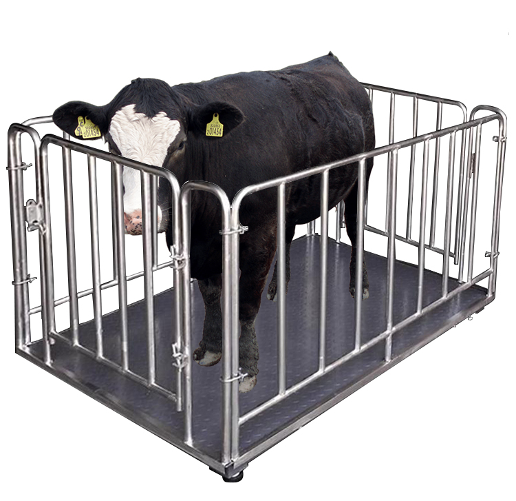 Digital Electronic Livestock A - Cattle Weighing Scale Digital ulasan dan harga