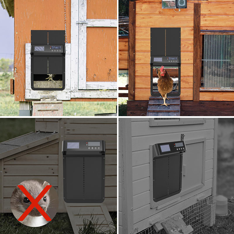 Automatic Luxury Chicken Coop  - Automatic Chicken Door Opener Solar ulasan dan harga