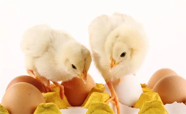 Hot sales 96 Eggs Incubator Ma - Poultry Incubator 96 Eggs ulasan dan harga