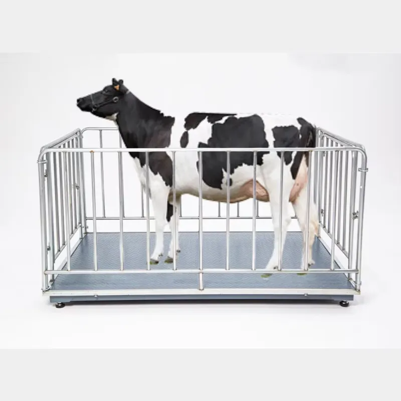 SFW  Certificate Cheap Price D - Cattle Weighing Scale Digital ulasan dan harga